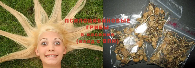 закладки  Карабаш  Псилоцибиновые грибы Psilocybe 